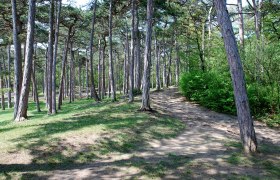 Waldteil im Kurpark Bad Vöslau, © Foto: Otto Kühnel