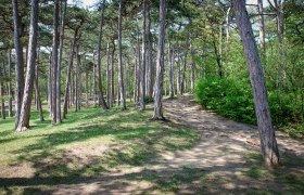 Der Wald reicht bis in den Kurpark, © Otto Kühnel